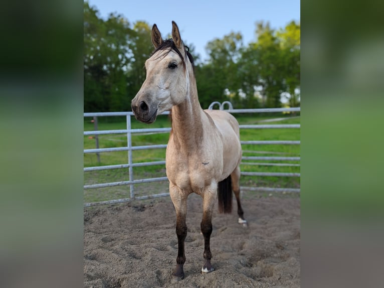 NRPS Mix Gelding 6 years 15,3 hh Buckskin in Oldeberkoop