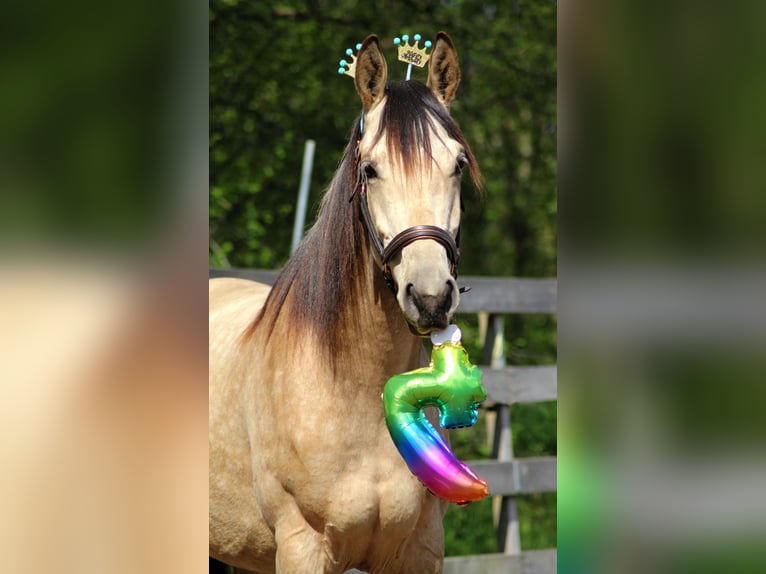 NRPS Mix Gelding 6 years 15,3 hh Buckskin in Oldeberkoop