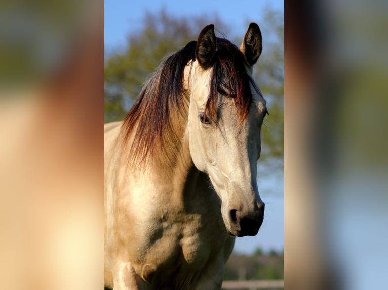 NRPS Mix Gelding 6 years 15,3 hh Buckskin in Oldeberkoop