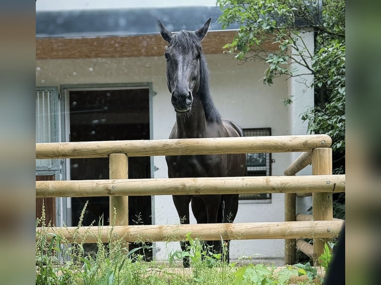 NRPS Gelding 6 years 16 hh Black in Berschweiler