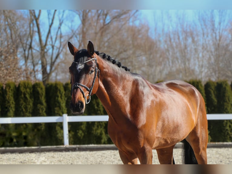 NRPS Gelding 6 years 17,2 hh Bay-Dark in Schw&#xE4;bisch Hall