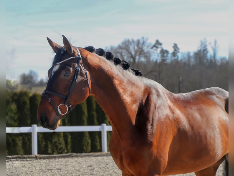 NRPS Gelding 6 years 17,2 hh Bay-Dark in Schw&#xE4;bisch Hall