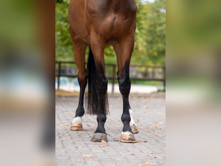 NRPS Gelding 6 years 17 hh Brown in Kaulille