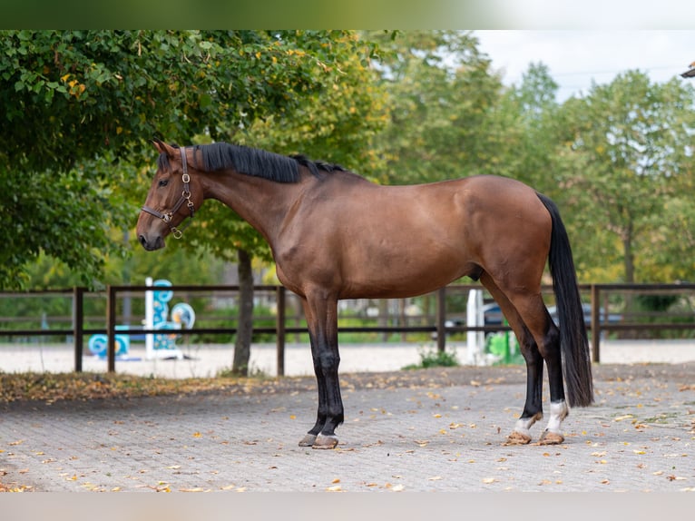 NRPS Gelding 6 years 17 hh Brown in Kaulille
