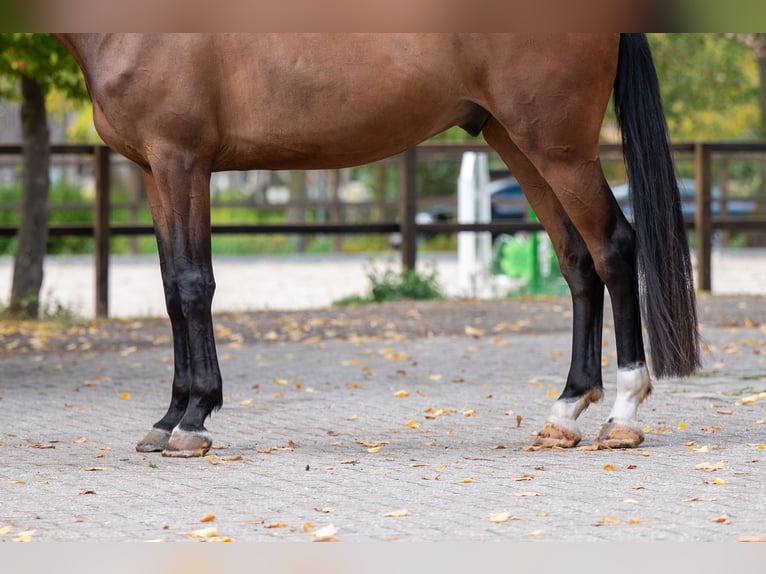 NRPS Gelding 6 years 17 hh Brown in Kaulille