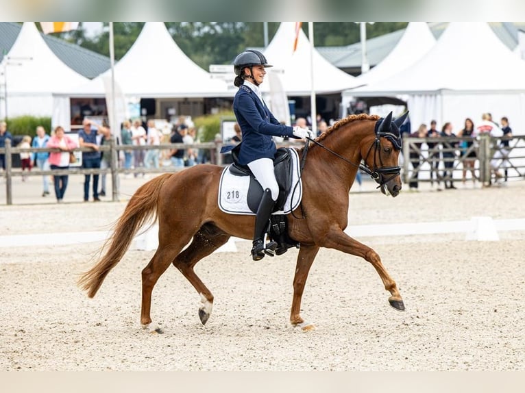 NRPS Gelding 7 years 14,2 hh Chestnut-Red in Nispen