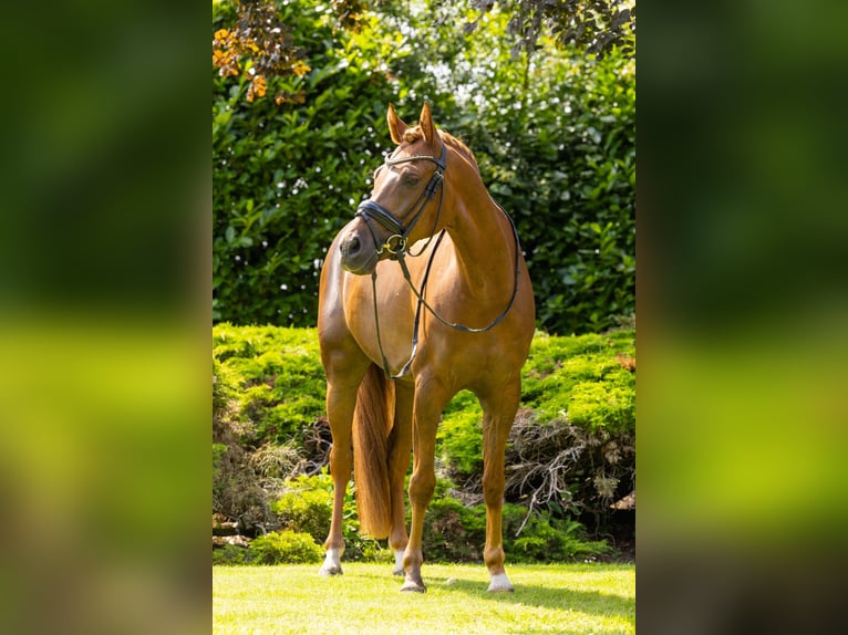 NRPS Gelding 7 years 14,2 hh Chestnut-Red in Nispen