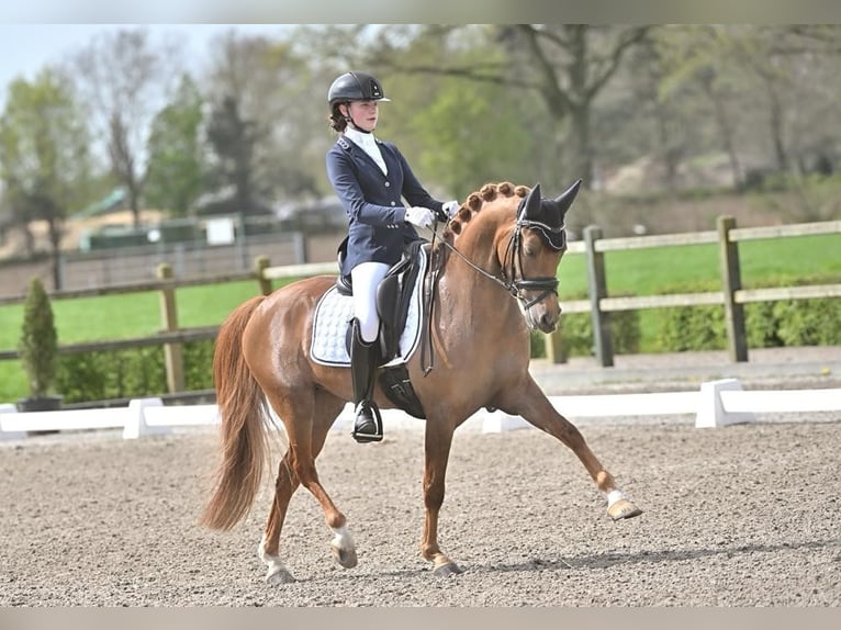 NRPS Gelding 7 years 14,2 hh Chestnut-Red in Nispen