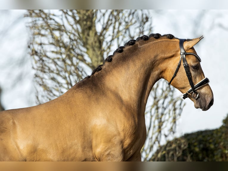 NRPS Gelding 7 years 14,1 hh Buckskin in Koedijk