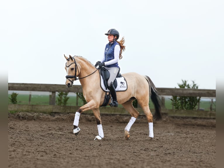 NRPS Gelding 7 years 14,1 hh Dun in Ouderkerk aan de Amstel