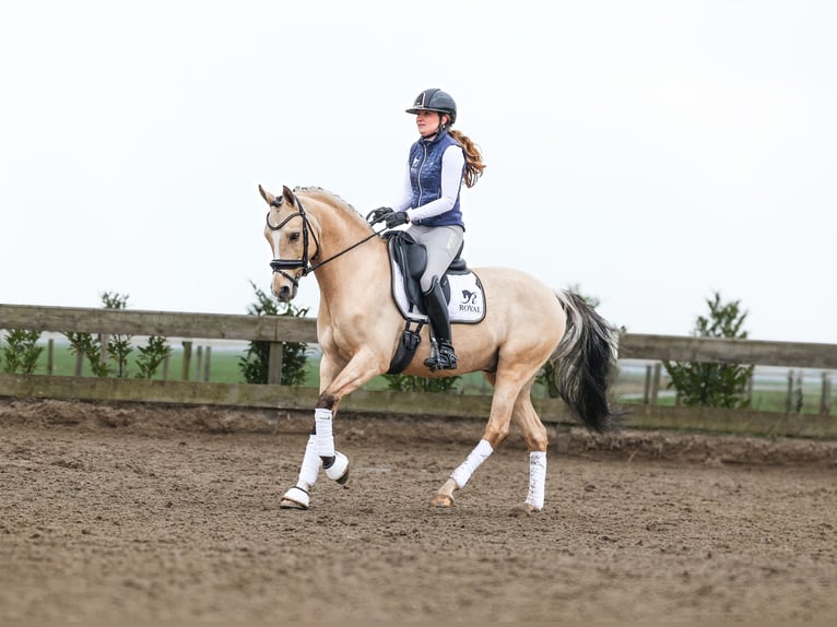 NRPS Gelding 7 years 14,1 hh Dun in Ouderkerk aan de Amstel