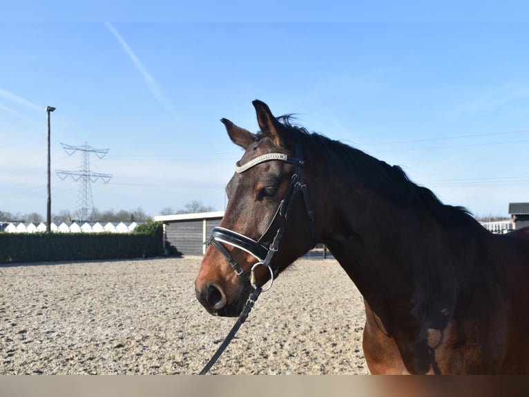 NRPS Gelding 7 years 15,2 hh Brown in Prinsenbeek