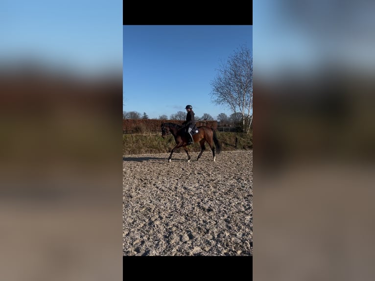 NRPS Gelding 7 years 15,2 hh Brown in Prinsenbeek