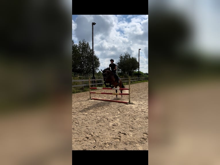 NRPS Gelding 7 years 15,2 hh Brown in Prinsenbeek