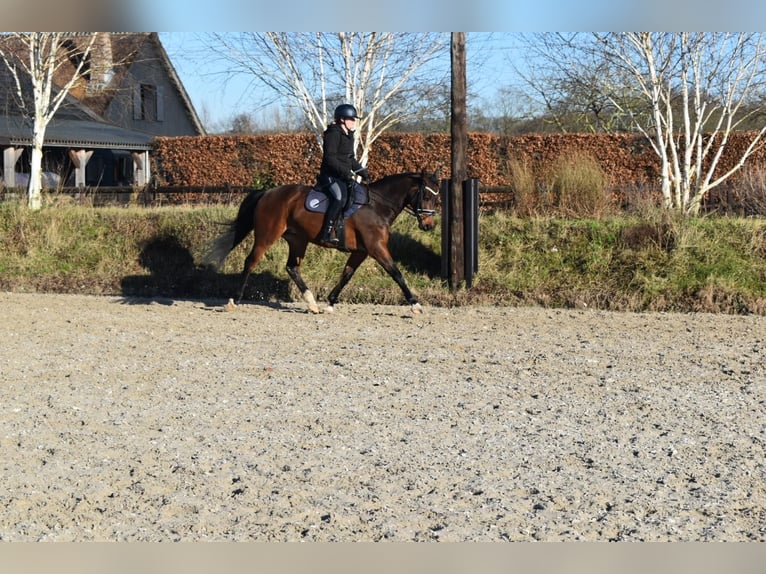 NRPS Gelding 7 years 15,2 hh Brown in Prinsenbeek