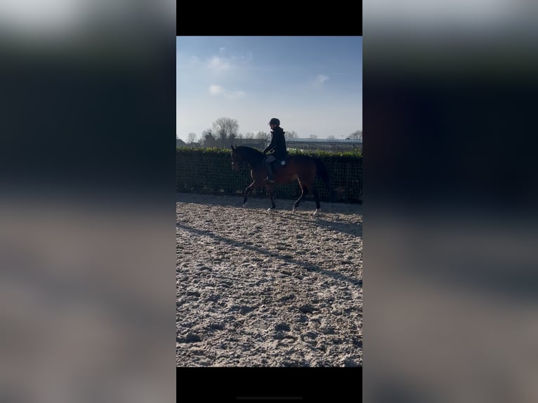 NRPS Gelding 7 years 15,2 hh Brown in Prinsenbeek