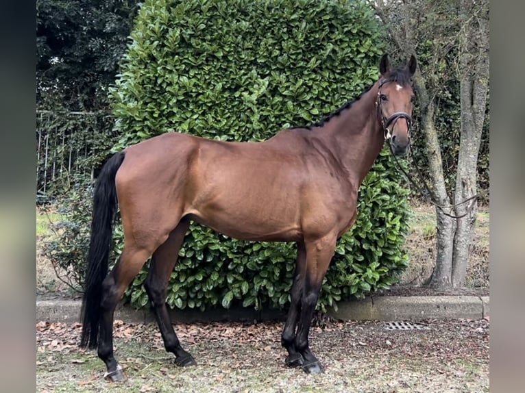 NRPS Gelding 7 years 16,1 hh Brown in Oud Gastel