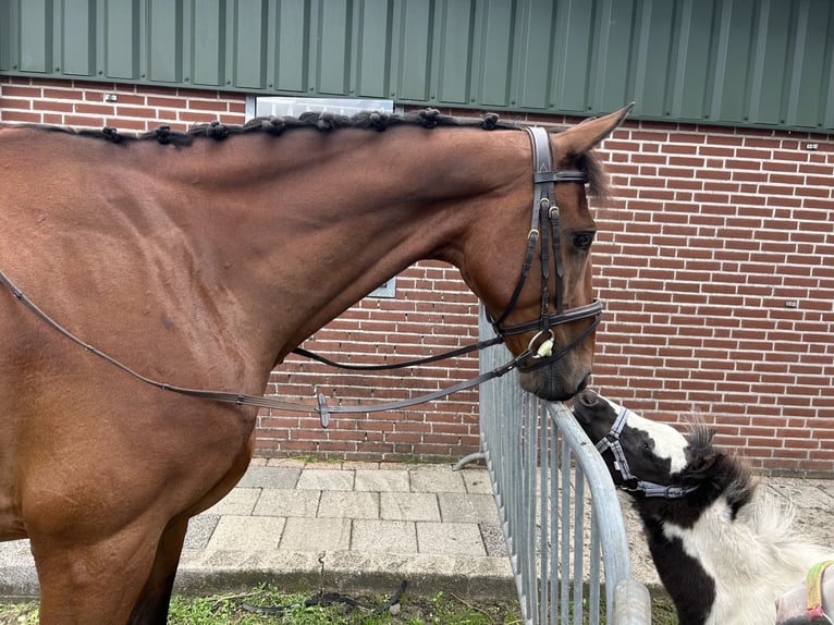 NRPS Gelding 7 years 16,1 hh Brown in Oud Gastel