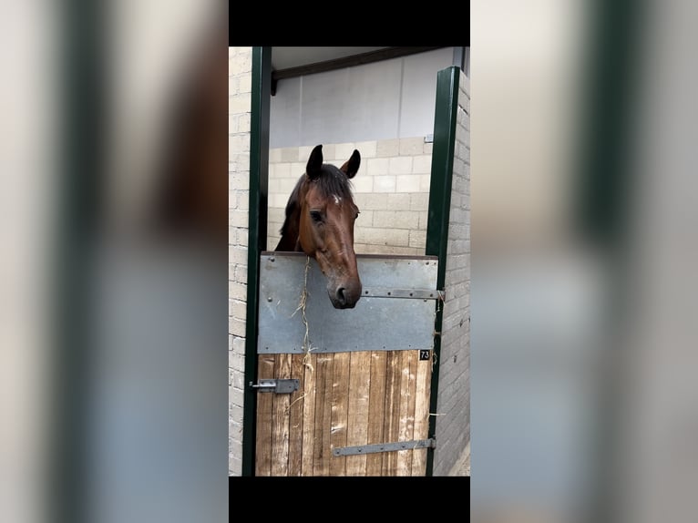 NRPS Gelding 7 years 16,1 hh Brown in Oud Gastel