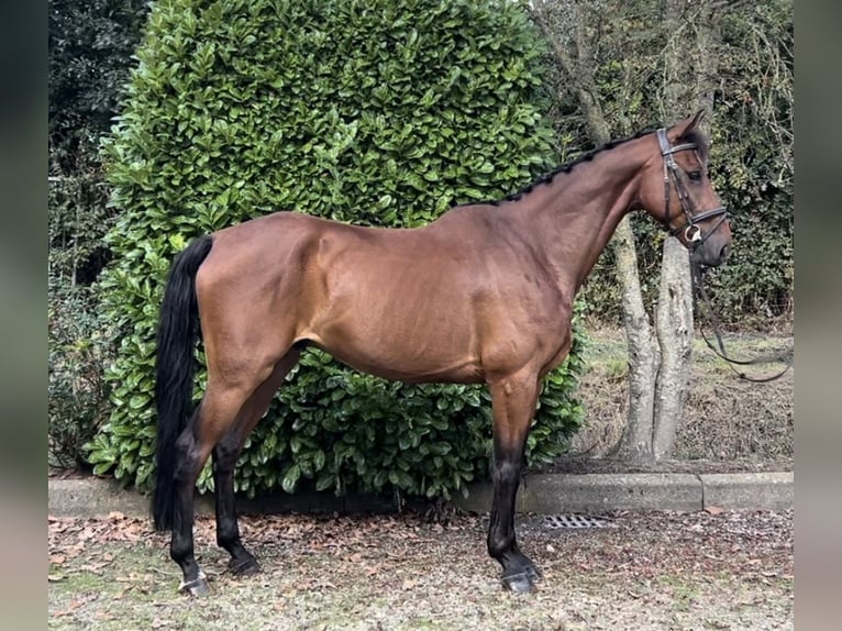 NRPS Gelding 7 years 16,1 hh Brown in Oud Gastel