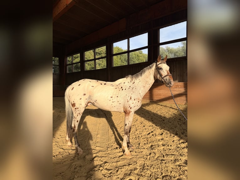 NRPS Gelding 7 years 17 hh Leopard-Piebald in halle