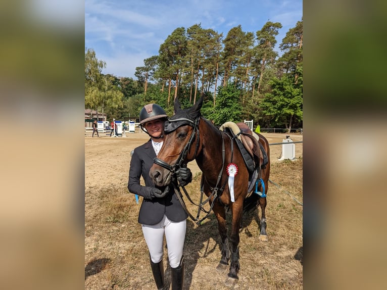 NRPS Gelding 8 years 14,1 hh Brown in Mömbris