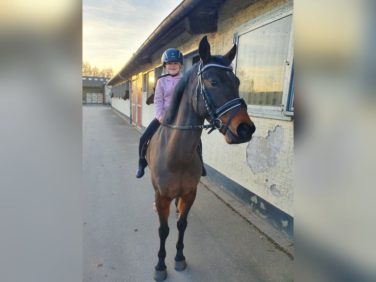 NRPS Gelding 8 years 14,1 hh Brown in Mömbris