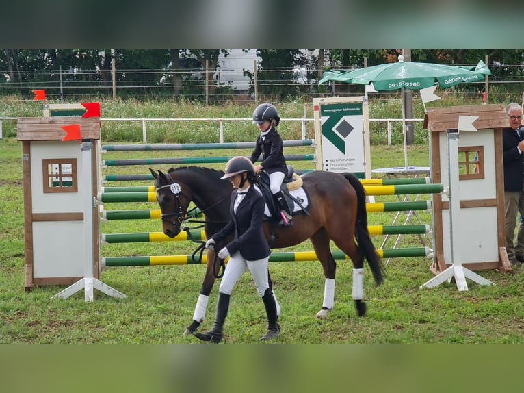 NRPS Gelding 8 years 14,1 hh Brown in Mömbris