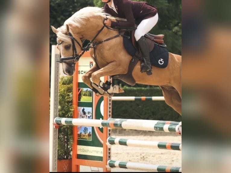 NRPS Gelding 8 years 14.1 hh Palomino in Gelselaar