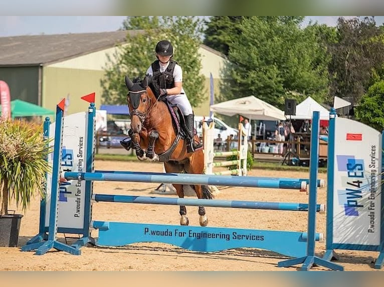 NRPS Mix Gelding 8 years 14,1 hh Brown in Meerle