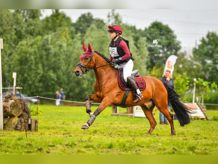 NRPS Mix Gelding 8 years 14,1 hh Brown in Meerle