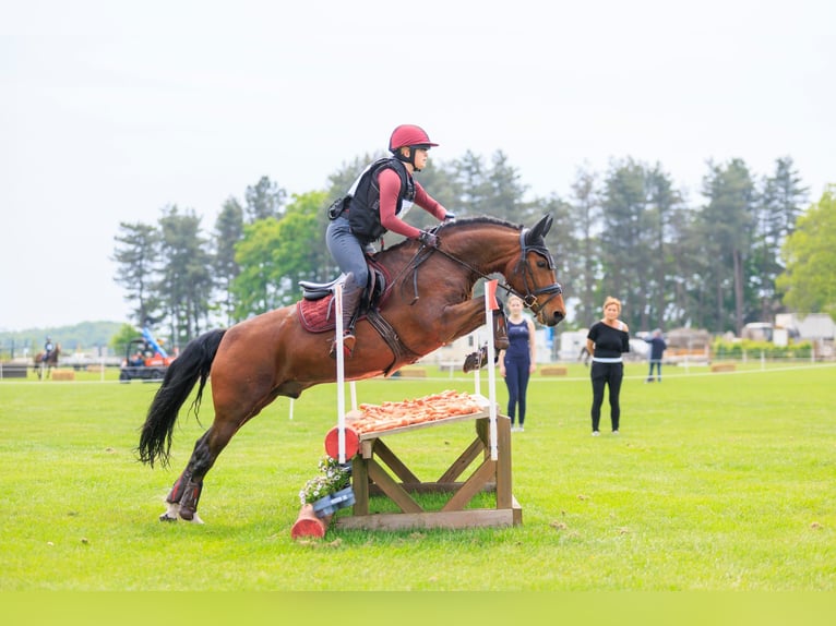 NRPS Mix Gelding 8 years 14,1 hh Brown in Meerle