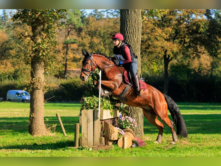 NRPS Mix Gelding 8 years 14,1 hh Brown in Meerle