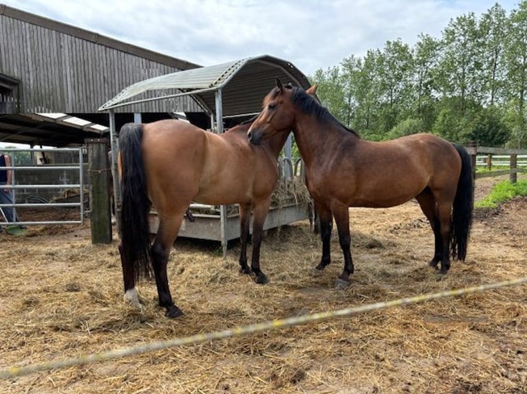 NRPS Gelding 8 years 15,1 hh Brown in Laarne