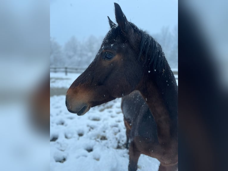 NRPS Gelding 8 years 15,1 hh Brown in Laarne