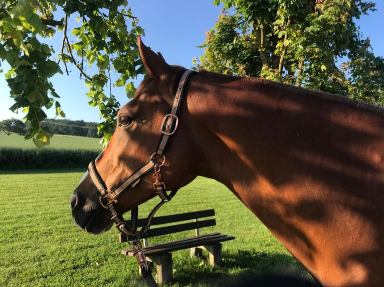 NRPS Mix Gelding 8 years 15,1 hh Chestnut-Red in Hünfelden