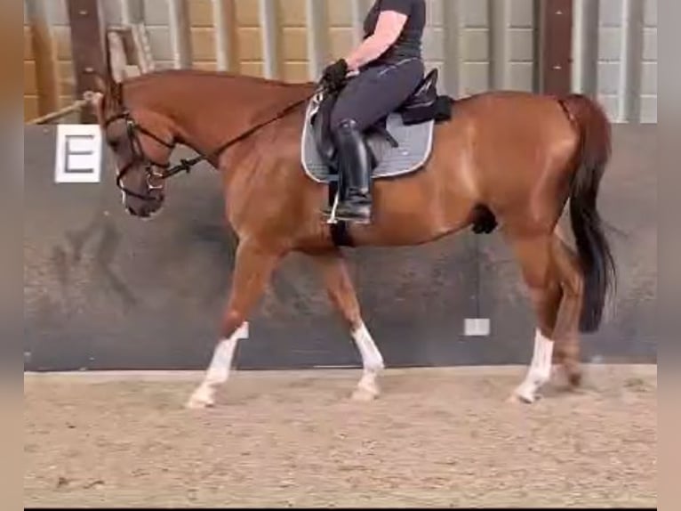 NRPS Mix Gelding 8 years 15,1 hh Chestnut-Red in Hünfelden