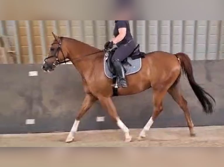 NRPS Mix Gelding 8 years 15,1 hh Chestnut-Red in Hünfelden