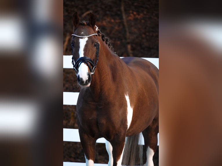 NRPS Gelding 8 years 15,1 hh in Nettersheim