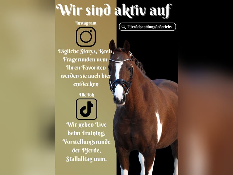 NRPS Gelding 8 years 15,1 hh in Nettersheim