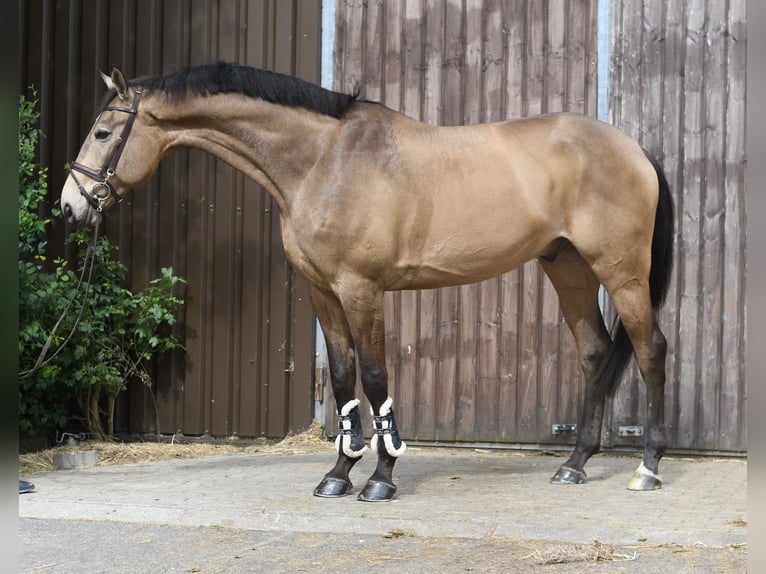 NRPS Gelding 8 years 17.1 hh Buckskin in GeilenkirchenGeilenkirchen