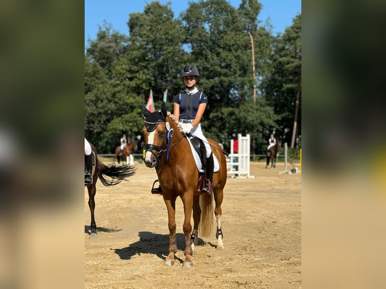 NRPS Gelding 8 years Palomino in Hanau