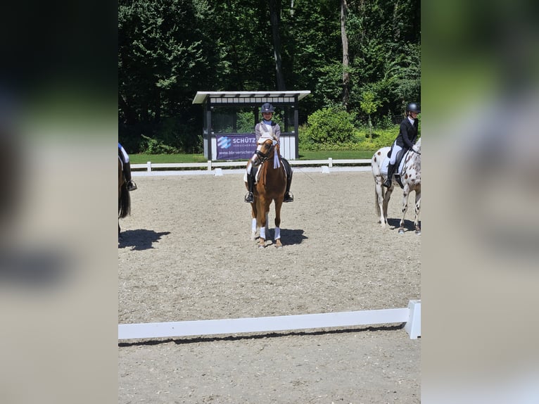 NRPS Gelding 8 years Palomino in Hanau