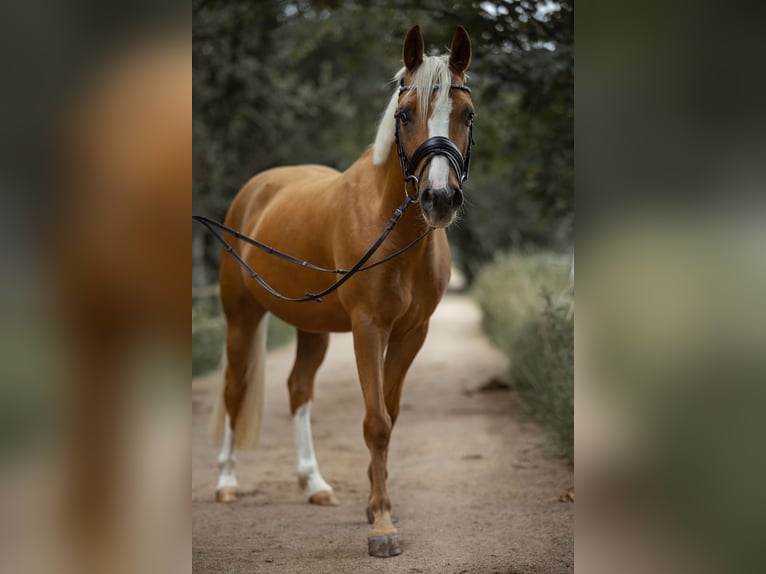 NRPS Gelding 8 years Palomino in Hanau