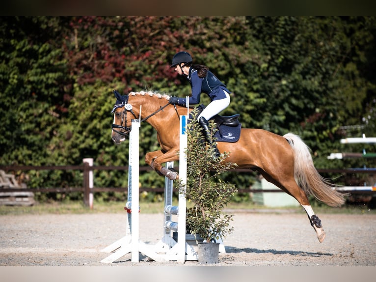 NRPS Gelding 8 years Palomino in Hanau