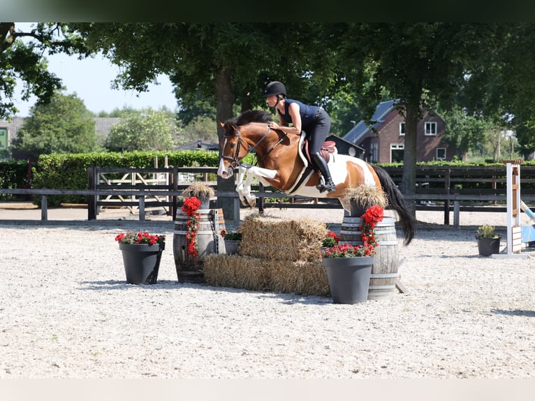 NRPS Gelding 8 years Pinto in Moergestel