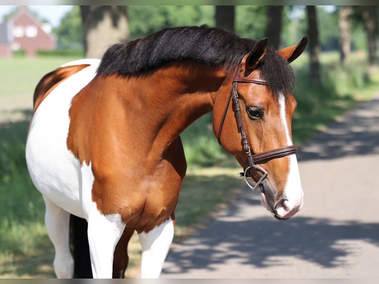 NRPS Gelding 8 years Pinto in Moergestel