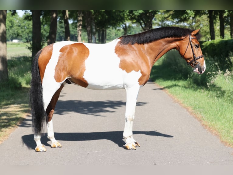 NRPS Gelding 8 years Pinto in Moergestel