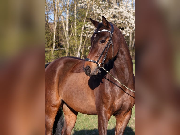 NRPS Gelding 9 years 14.2 hh Brown in Alzenau in Unterfranken