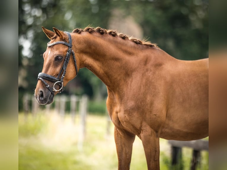 NRPS Gelding 9 years 14,2 hh Chestnut-Red in Den Dolder